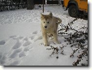 Alaskan malamute \(Dog standard\)