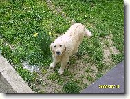 Golden retriever (Dog standard)