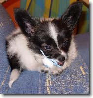 Papillon (Dog standard)