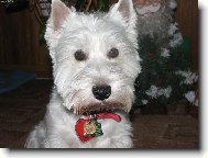 West highland white terrier \(Dog standard\)