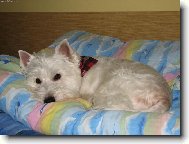 West highland white terrier \\\\\(Dog standard\\\\\)