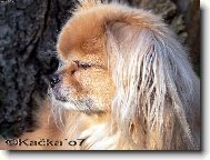 Tibetan Spaniel