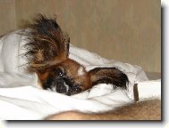 Papillon (Dog standard)