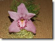 Orchidaceae