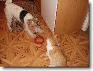 Fox terrier wire (Dog standard)