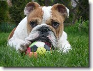 English Bulldog \(Dog standard\)