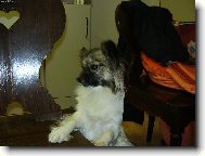 Papillon (Dog standard)