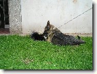 Chihuahua