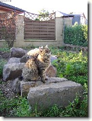 Maine Coon