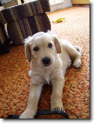 Golden retriever (Dog standard)