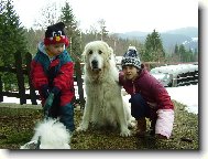 Pyrenean mountain dog \(Dog standard\)