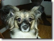 Papillon (Dog standard)