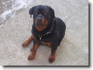 Rottweiler