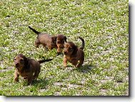 Chinese Crested Dog