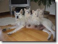 Berger Blanc Suisse, White Swiss Shepherd Dog