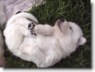 White swiss shepherd dog \\\\\(Dog standard\\\\\)