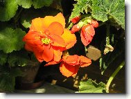 Begonia