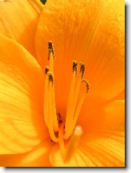 Lilium