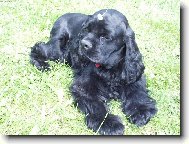 American Cocker Spaniel