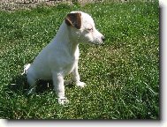 Jack Russell Terrier