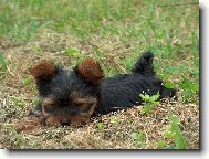 Jorkrsk terier, Yorkshire Terrier,