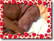 Rövidszörü Magyar Vizsla, Hungarian Short-haired Pointing Dog