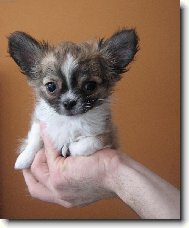 Chihuahua