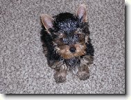 Jorkrsk terier, Yorkshire Terrier,