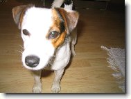 Jack Russell Terrier