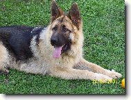 German Shepherd Dog