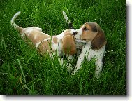 Beagle