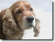 English Cocker Spaniel