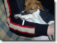 Jack Russell Terrier