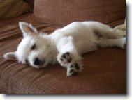 Turkish Angora