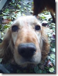 American Cocker Spaniel