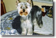 Chinese Crested Dog