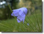 Campanula isophylla