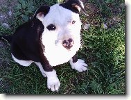 American Pit Bull Terrier