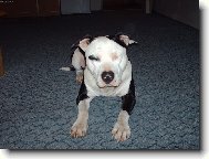 American Pit Bull Terrier