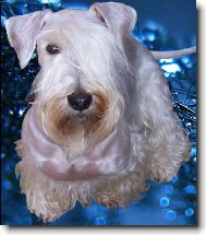 Czech Terrier