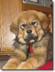 Tibetan Mastiff