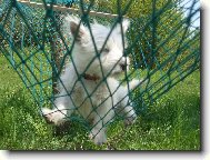 Turkish Angora