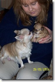Chihuahua