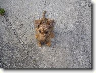 Irish Terrier