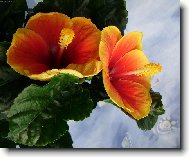 Hibiscus rosa-sinensis