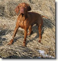 Rövidszörü Magyar Vizsla, Hungarian Short-haired Pointing Dog