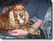 English Cocker Spaniel