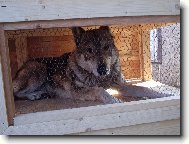 Czechoslovakian wolfdog