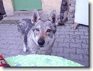 Chechoslovakian wolfdog \\\\\(Dog standard\\\\\)