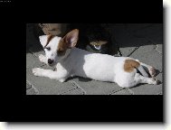 Jack Russell Terrier